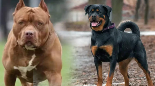 कुत्तों की नस्लों पर प्रतिबंध, प्रति परिवार संख्या निर्धारित; आदेश जारी Cricket