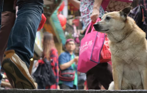 सुप्रीम कोर्ट में सुनवाई के दौरान, जहां आवारा कुत्तों को हटाने का विरोध किया जा रहा था, जज ने कहा, 'मिस्टर सिबल, हम आपको वीडियो दिखाएंगे और फिर आपसे पूछेंगे कि इंसानियत का क्या मतलब होता है।'