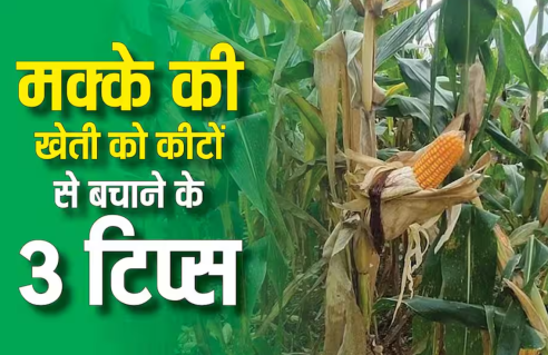 **क्या आपकी मक्का की फसल पर कीड़ों का हमला हुआ है? पैसे और फसल, दोनों को बचाने के लिए स्प्रे करने से पहले ये 3 बातें जान लें**